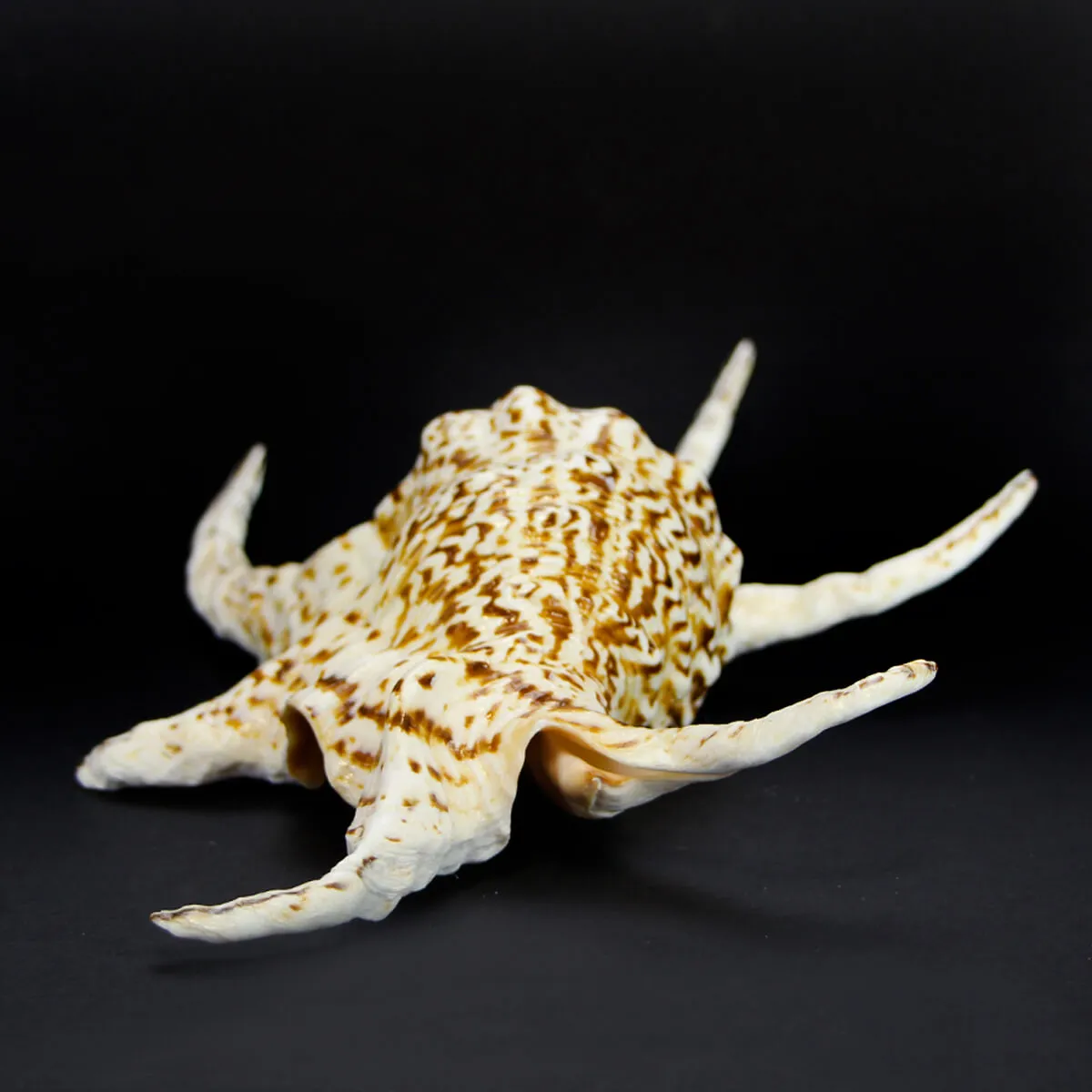 Harpago Chiragra