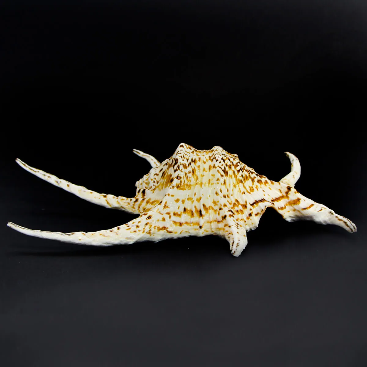 Harpago Chiragra