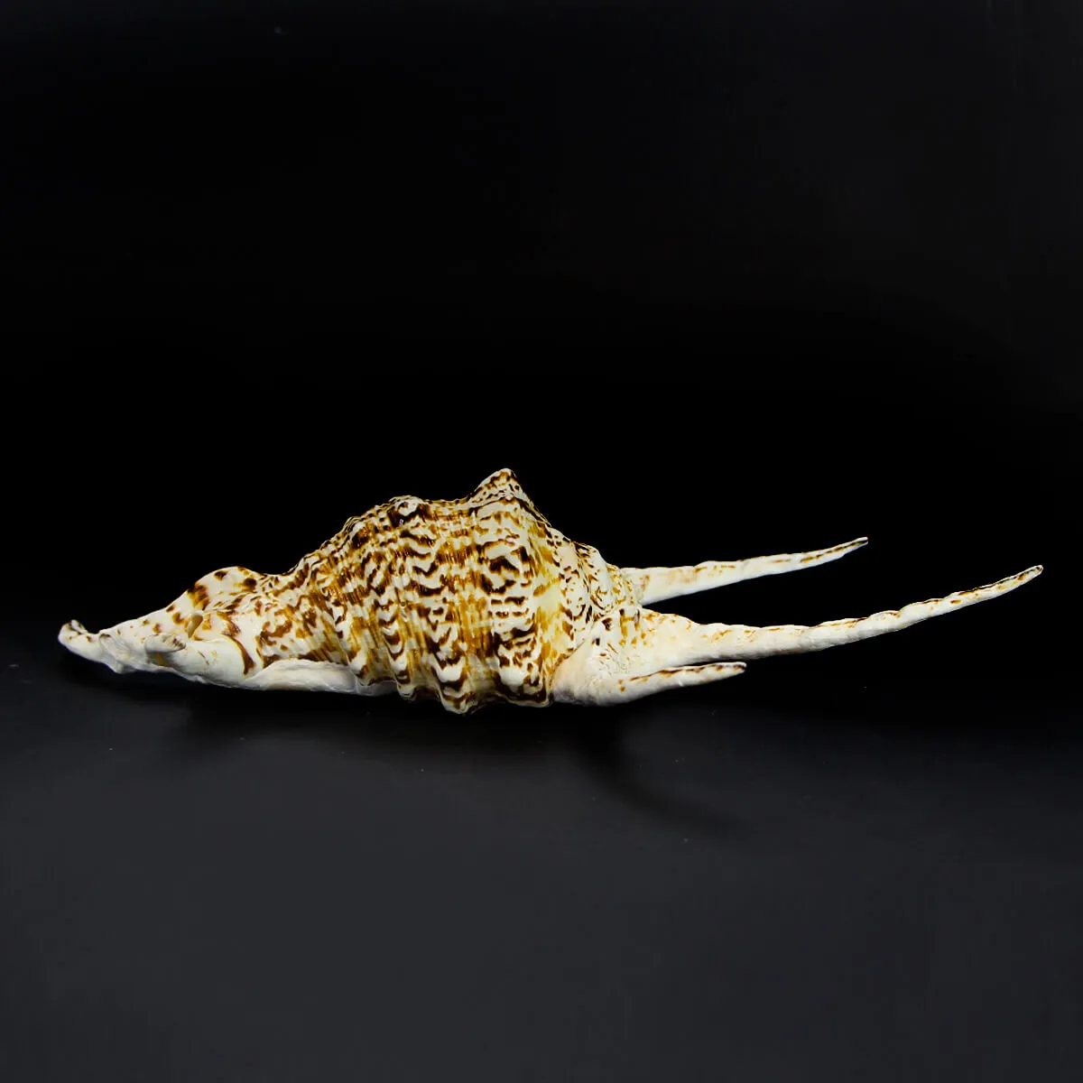 Harpago Chiragra