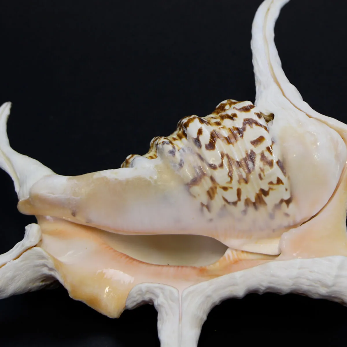 Harpago Chiragra