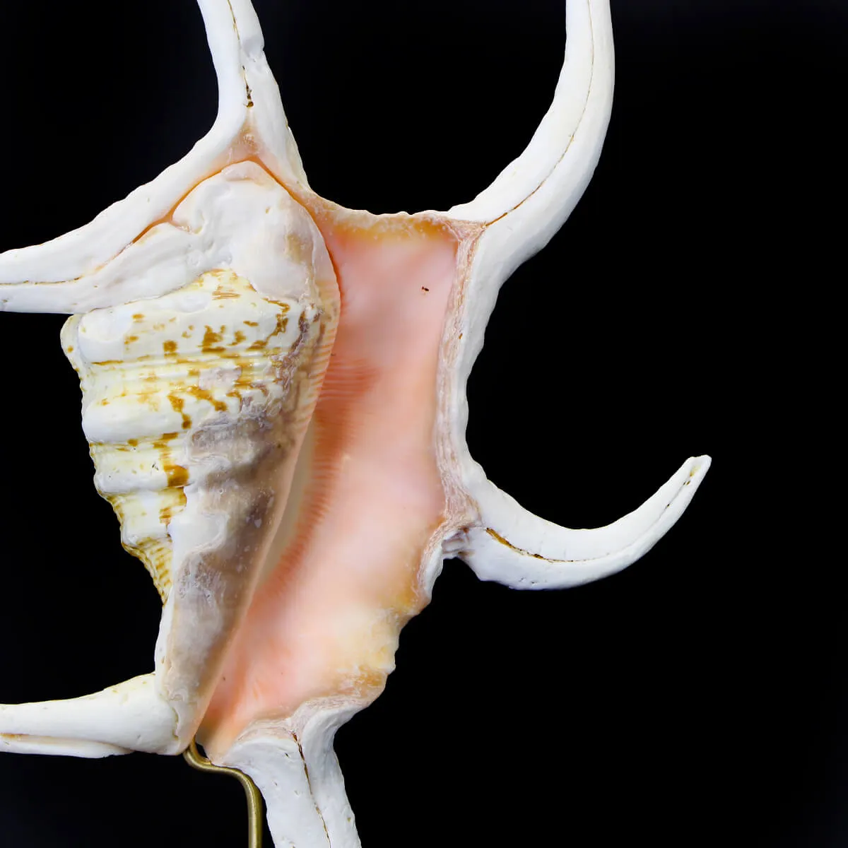 Harpago Chiragra su piedistallo