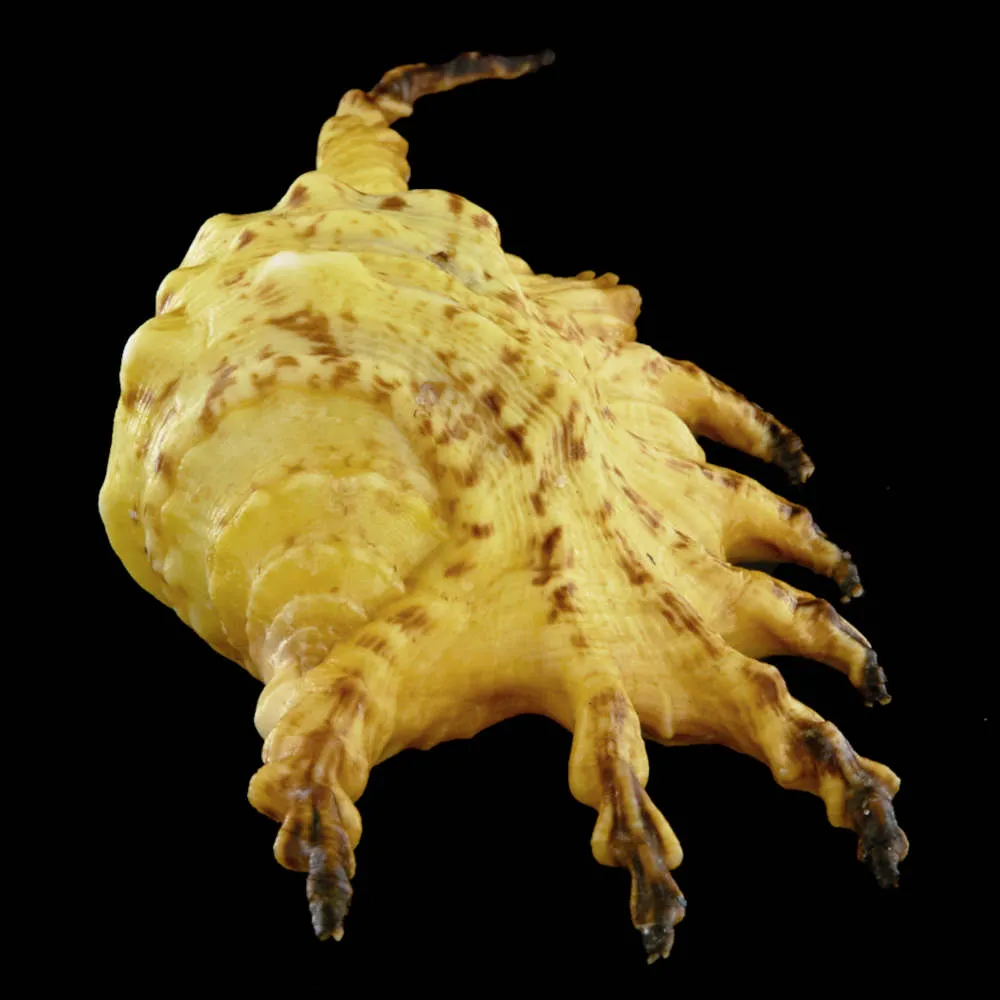Lambis Scorpius Indomaris