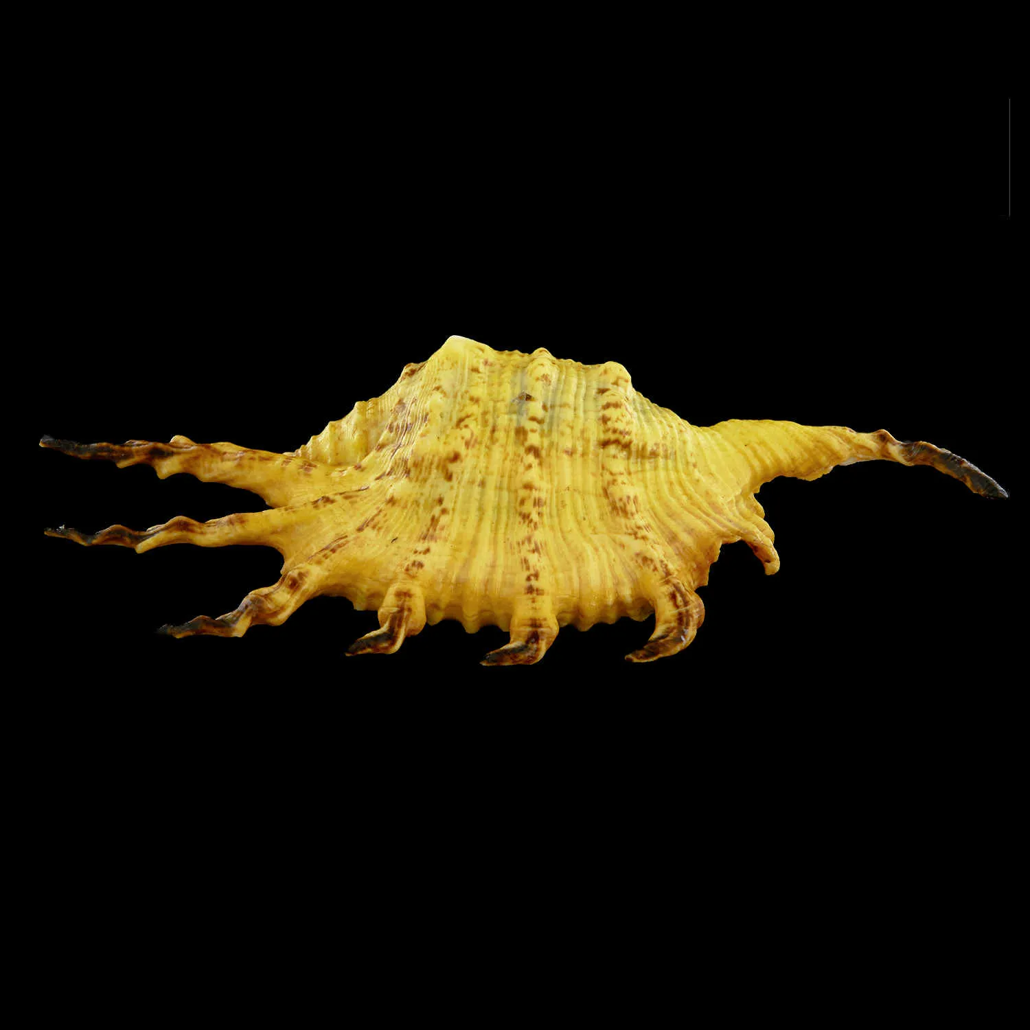 Lambis Scorpius Indomaris