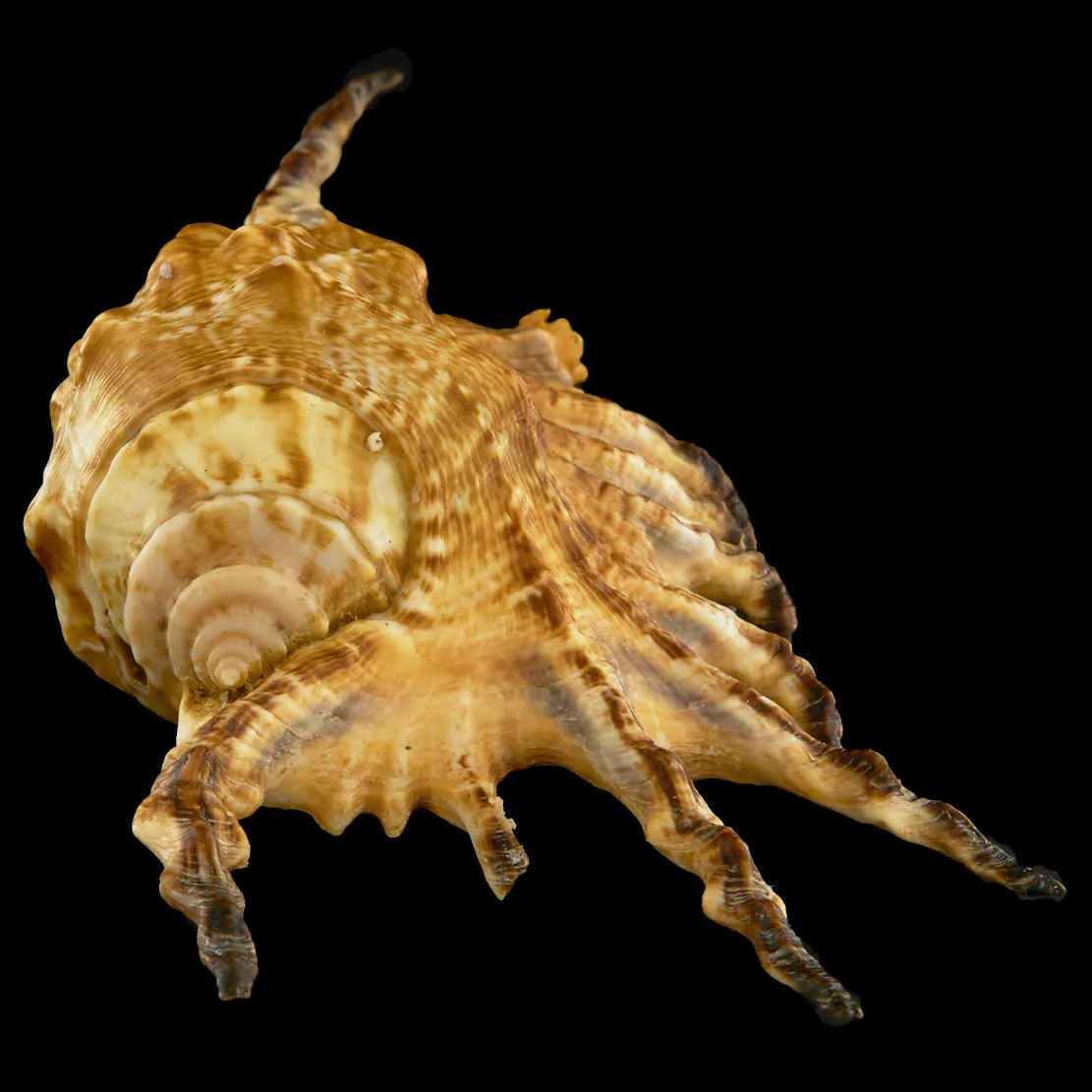 Lambis Scorpius Indomaris