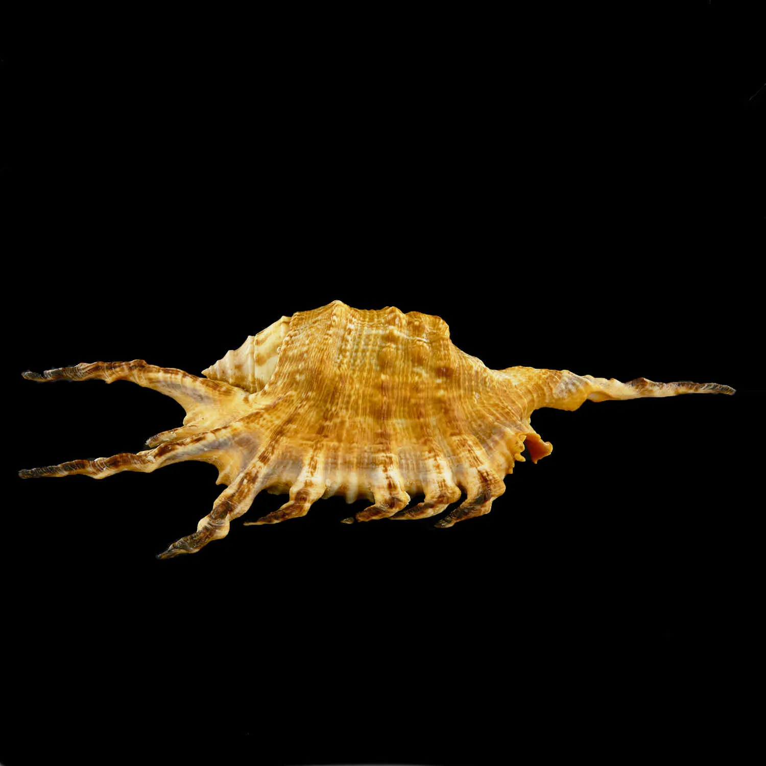 Lambis Scorpius Indomaris