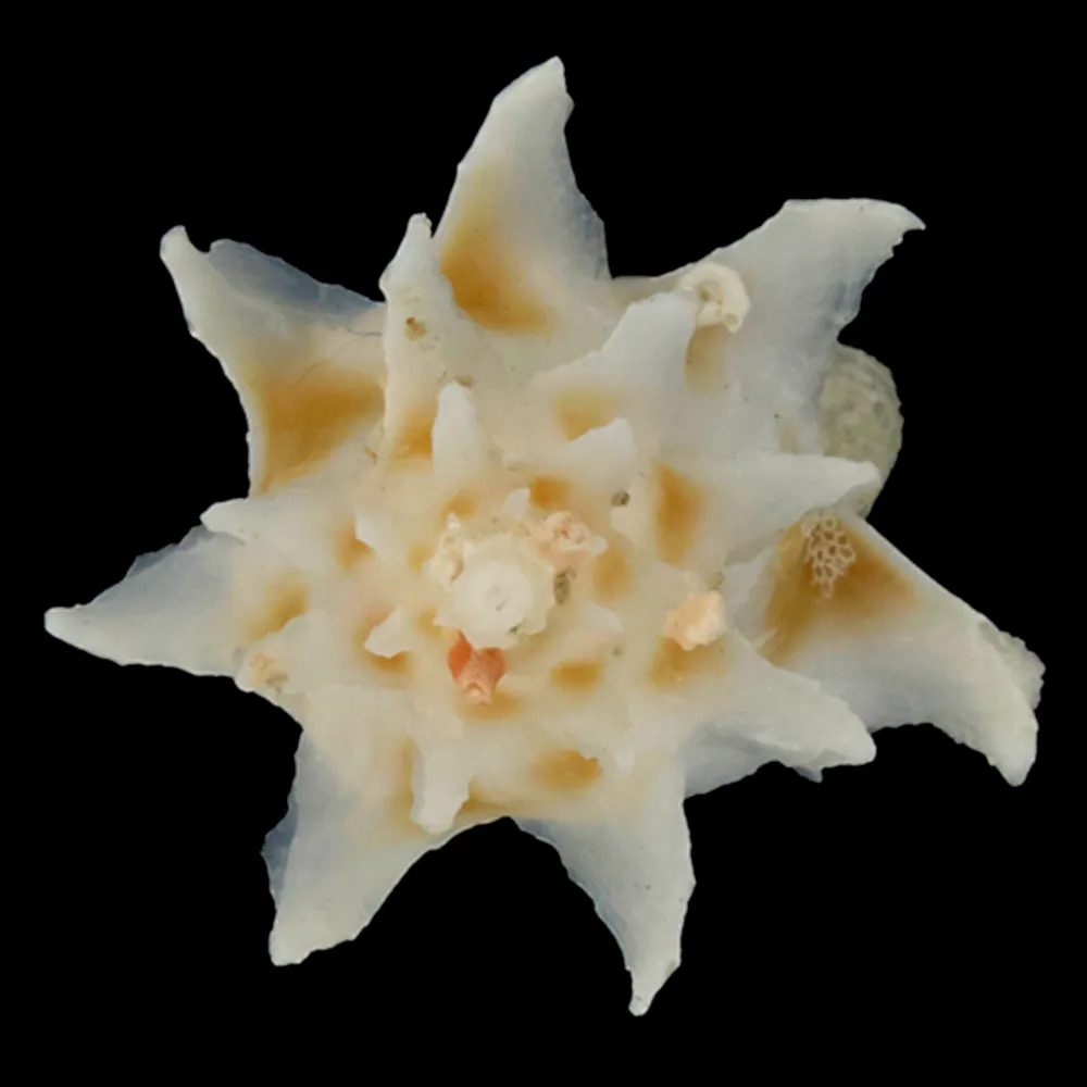 Babelomurex Spinosus