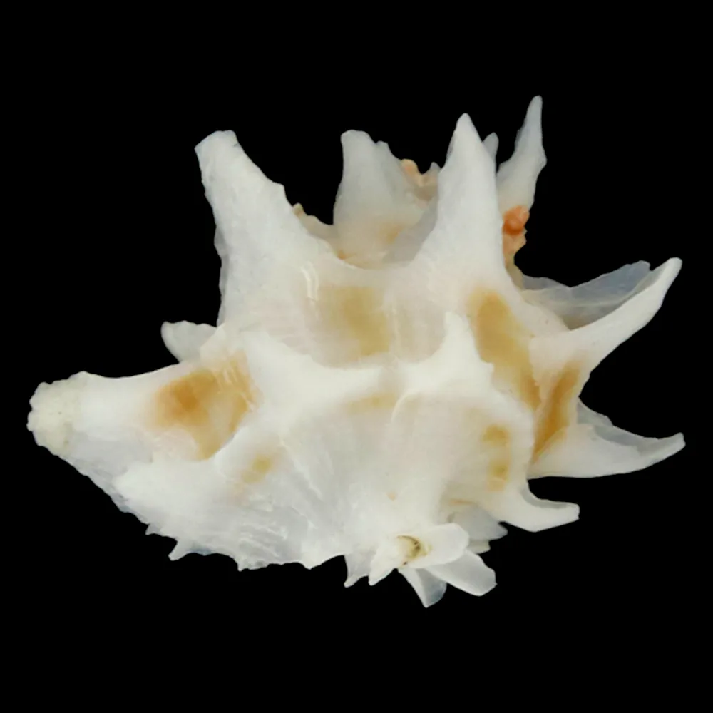 Babelomurex Spinosus