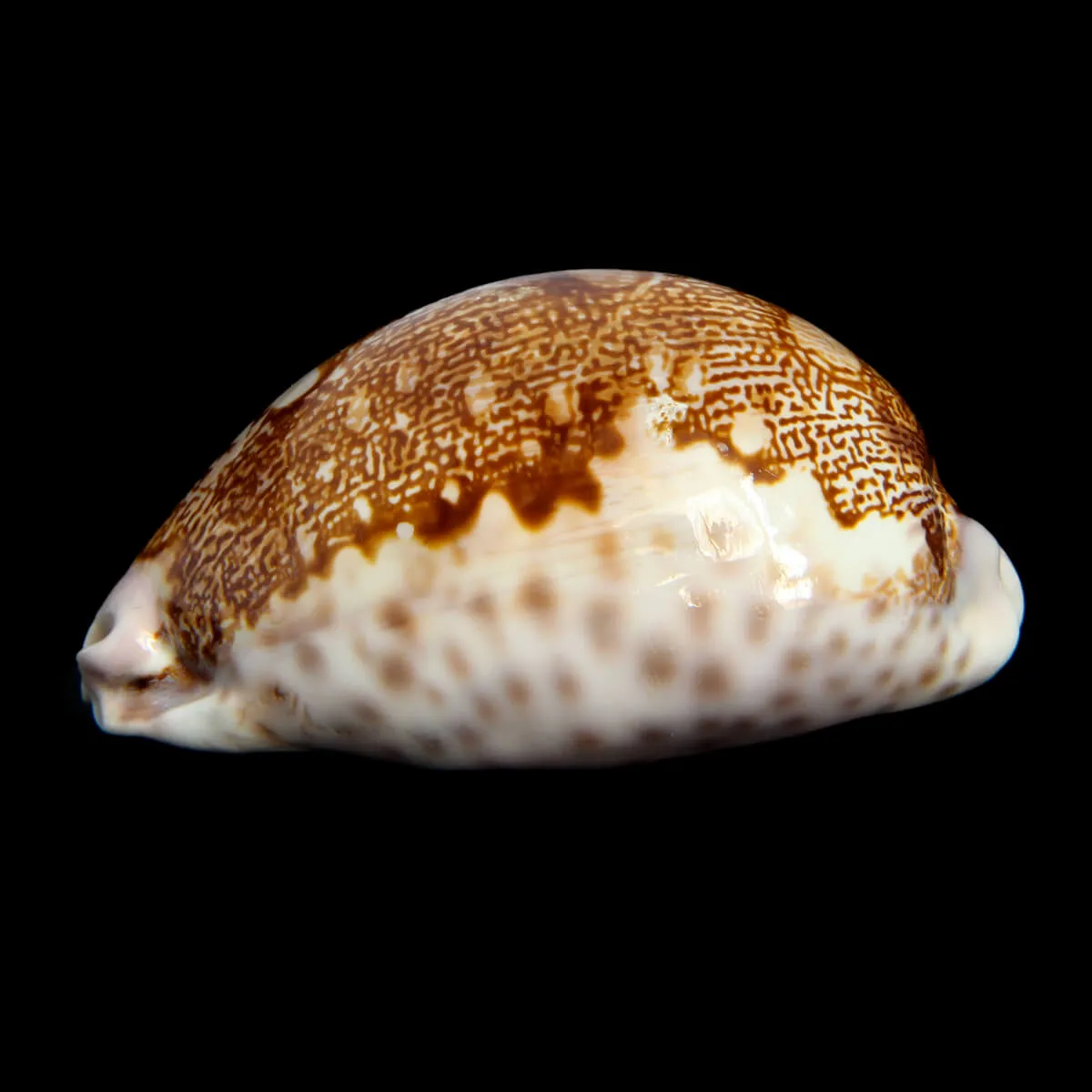 Leporicypraea Mappa Subsignata