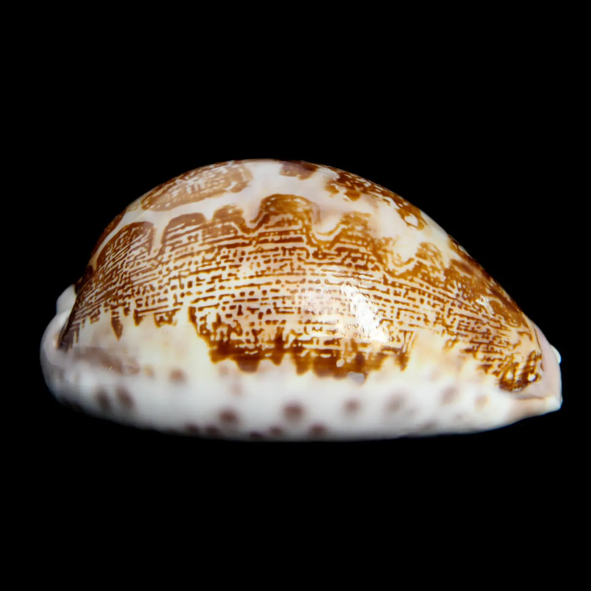 Leporicypraea Mappa Subsignata