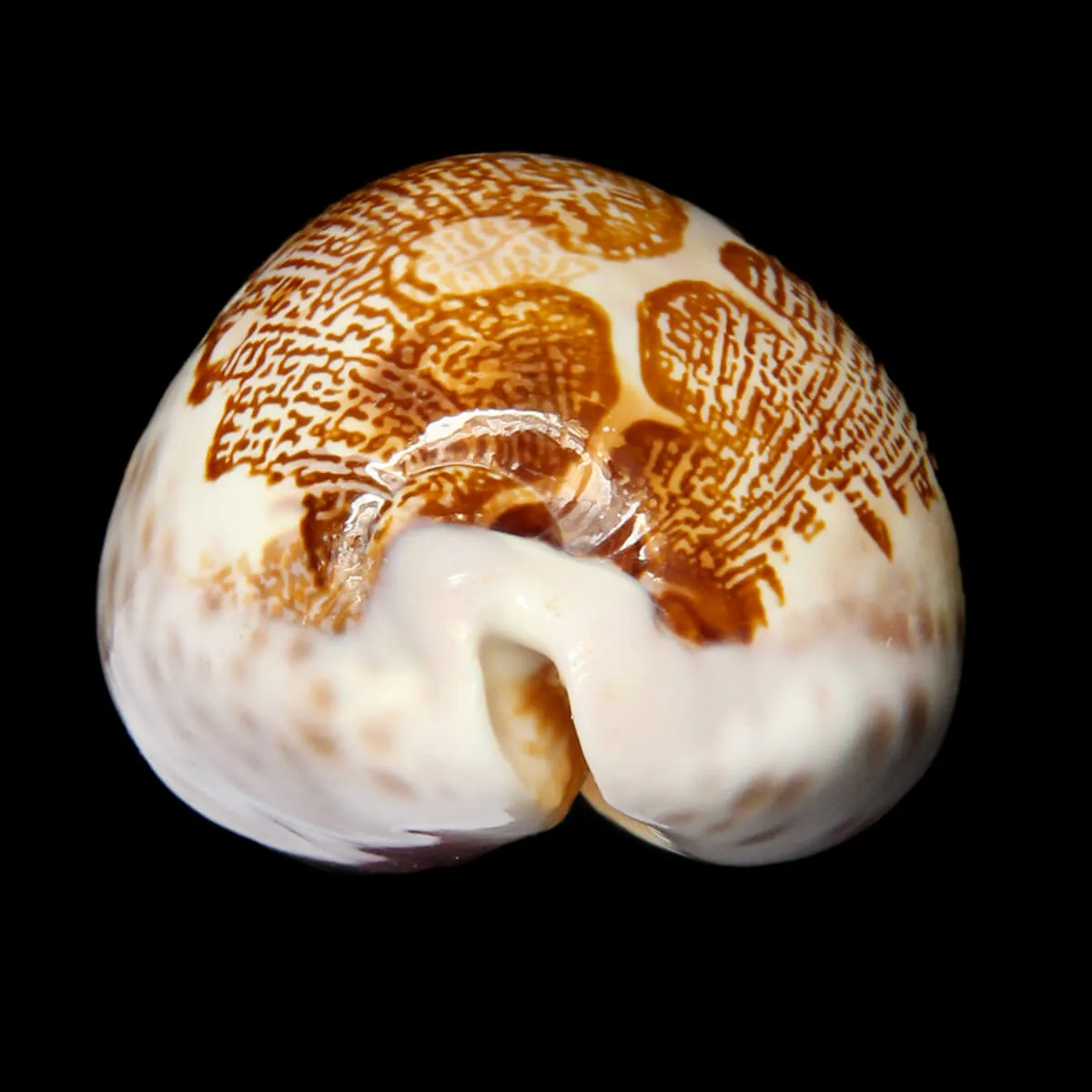 Leporicypraea Mappa Subsignata