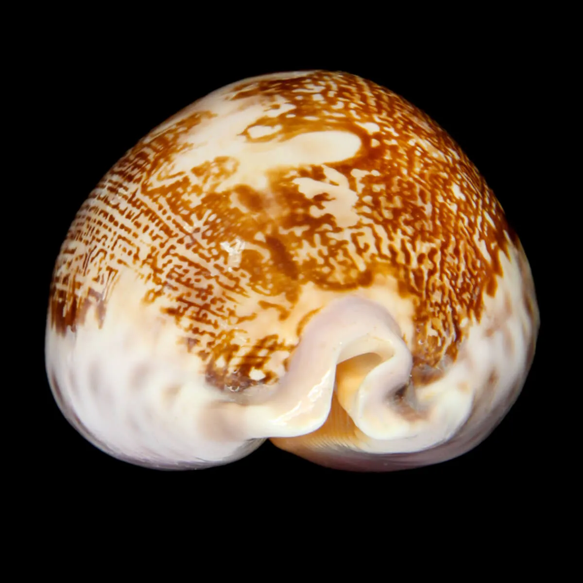 Leporicypraea Mappa Subsignata