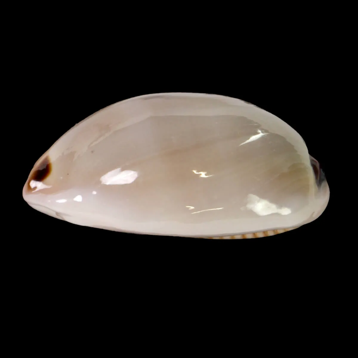 Luria Pulchra