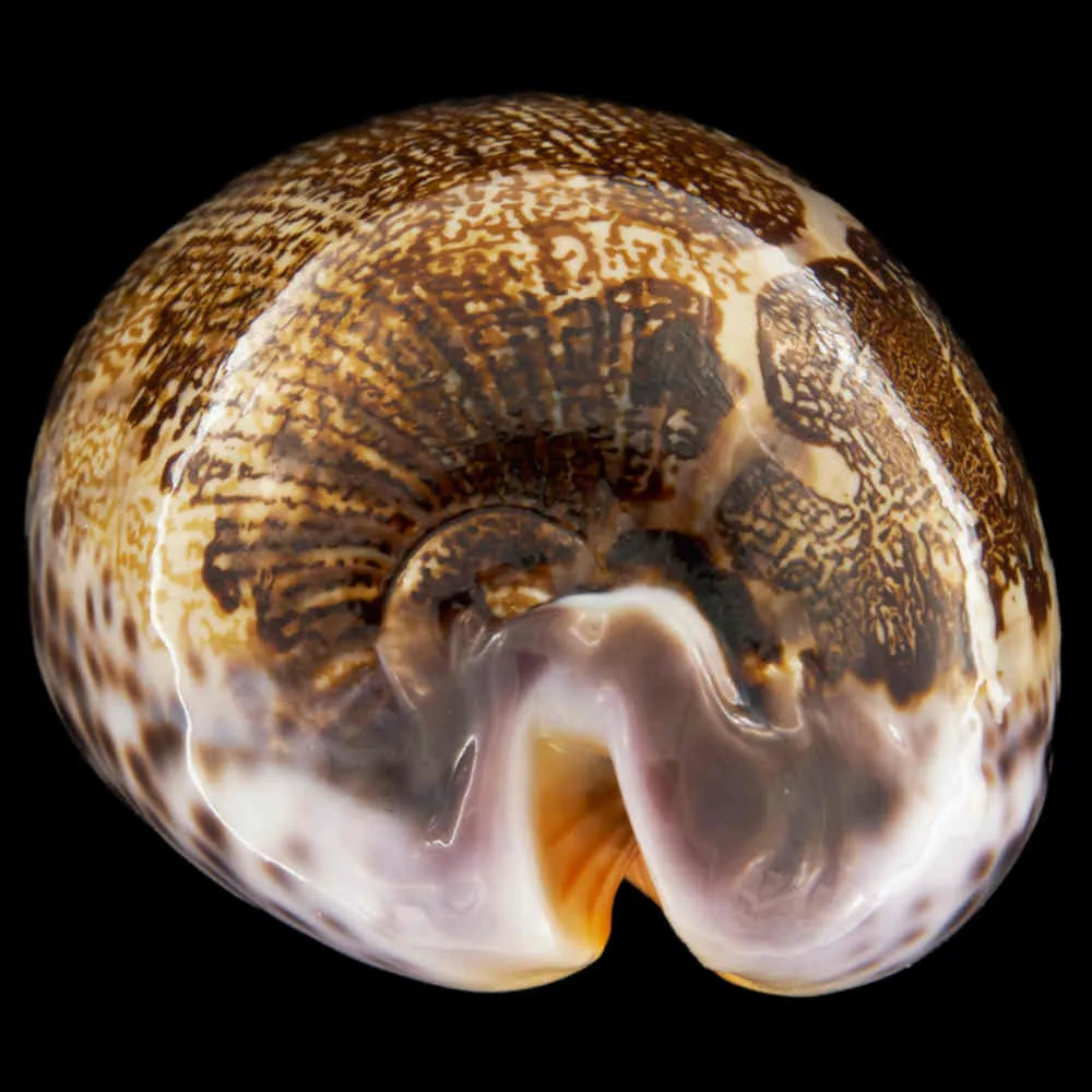 Leporicypraea Mappa Rosea Ultraviola