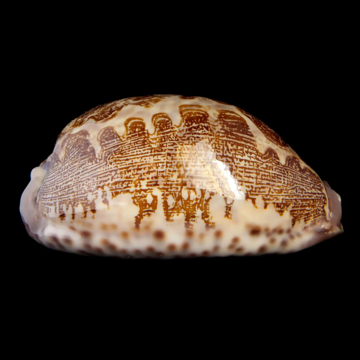 Leporicypraea Rosea Ultraviola