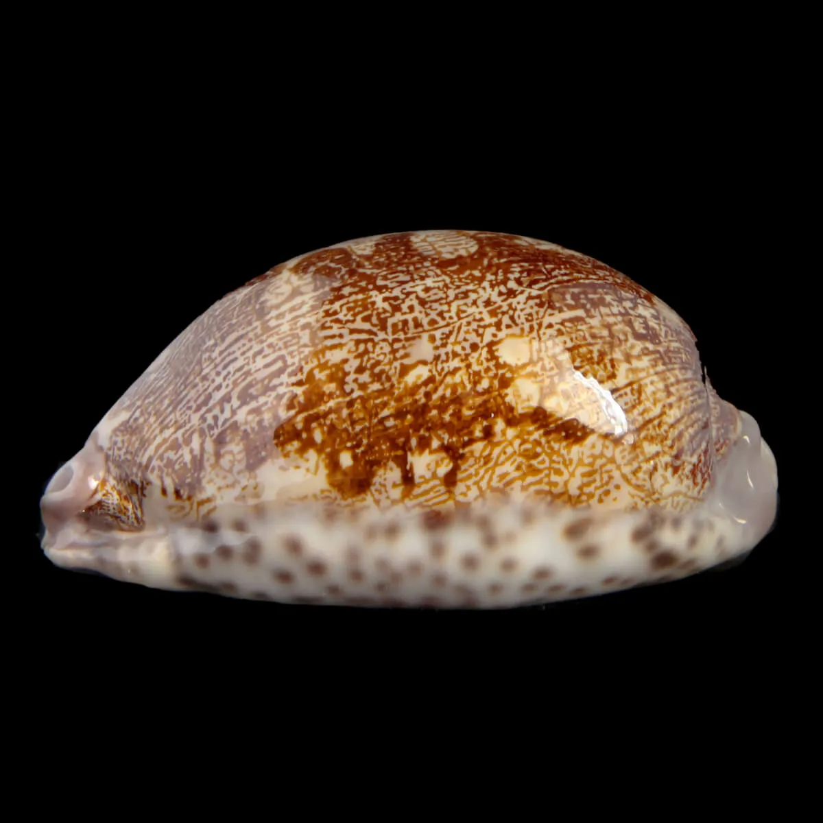 Leporicypraea Rosea Ultraviola