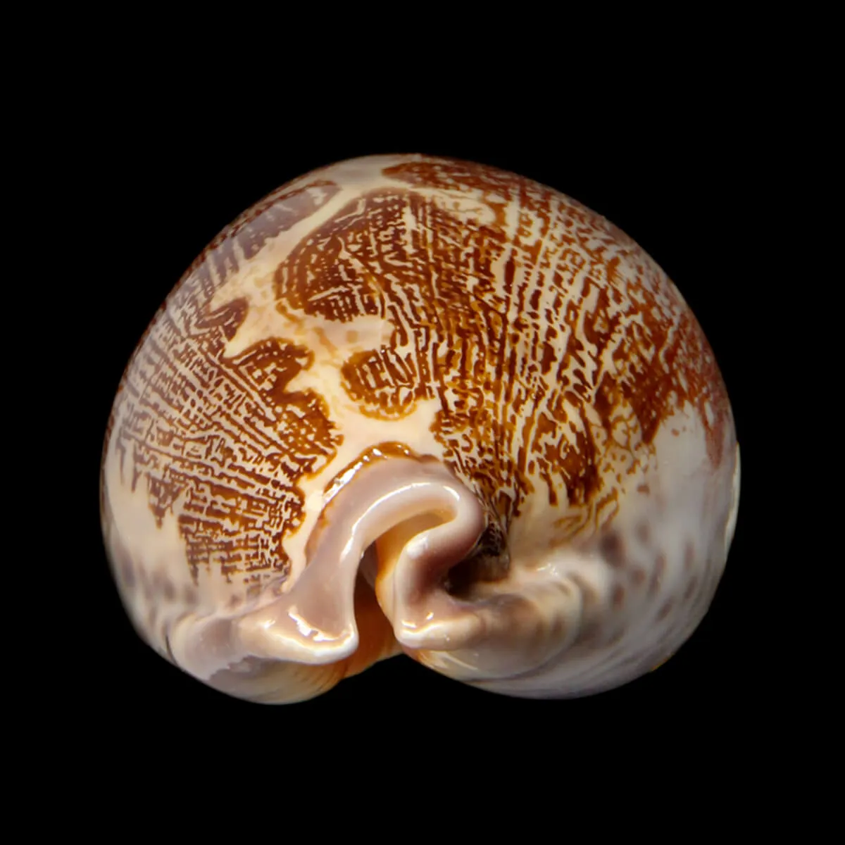 Leporicypraea Rosea Ultraviola