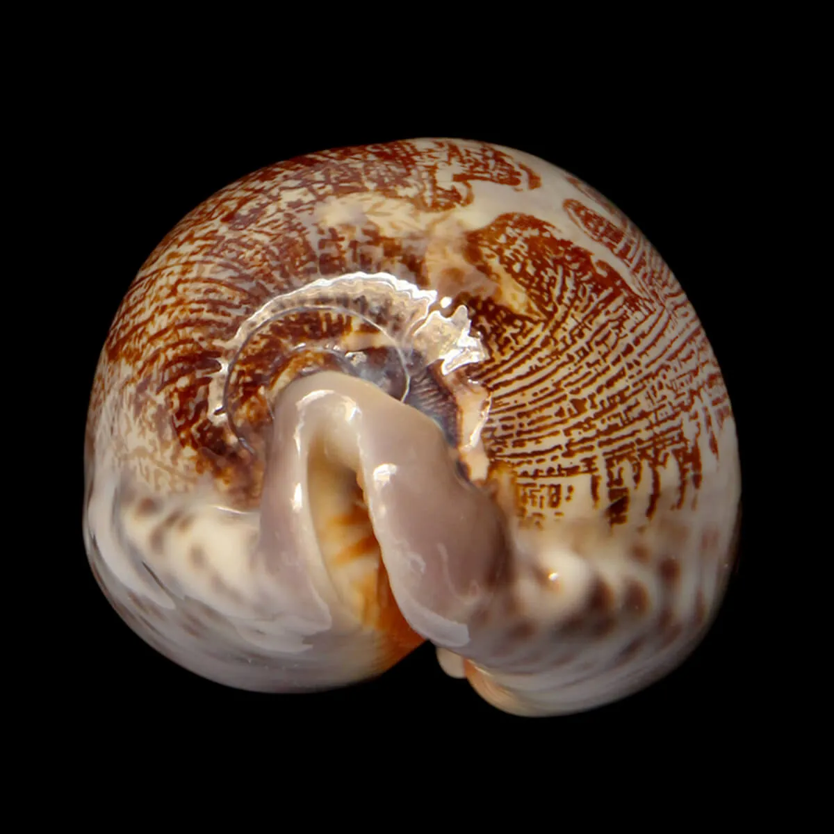 Leporicypraea Rosea Ultraviola