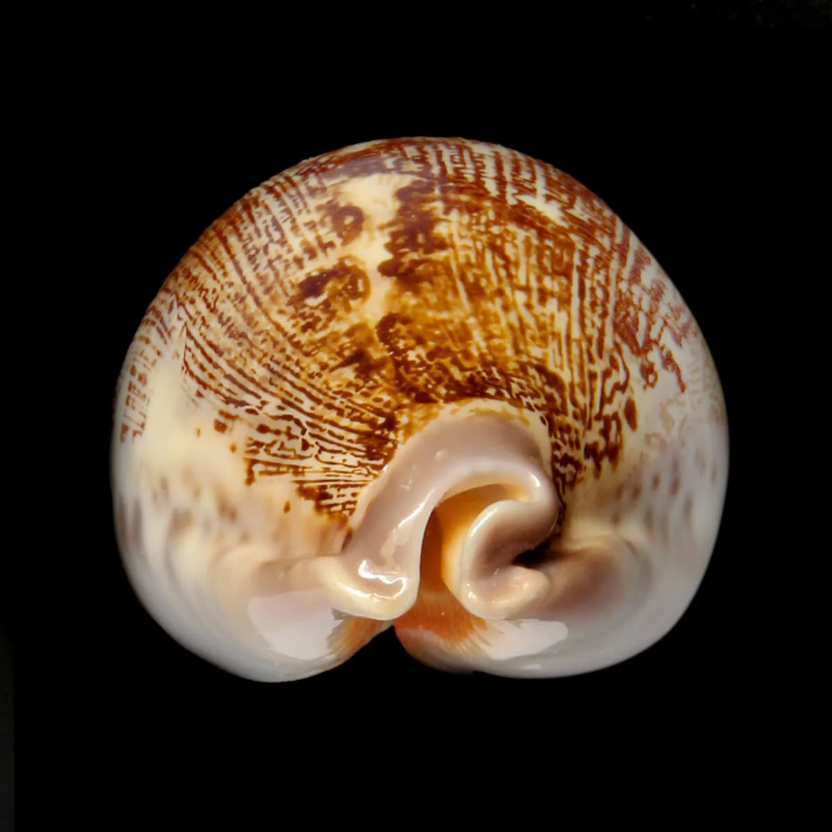 Leporicypraea Rosea Ultraviola