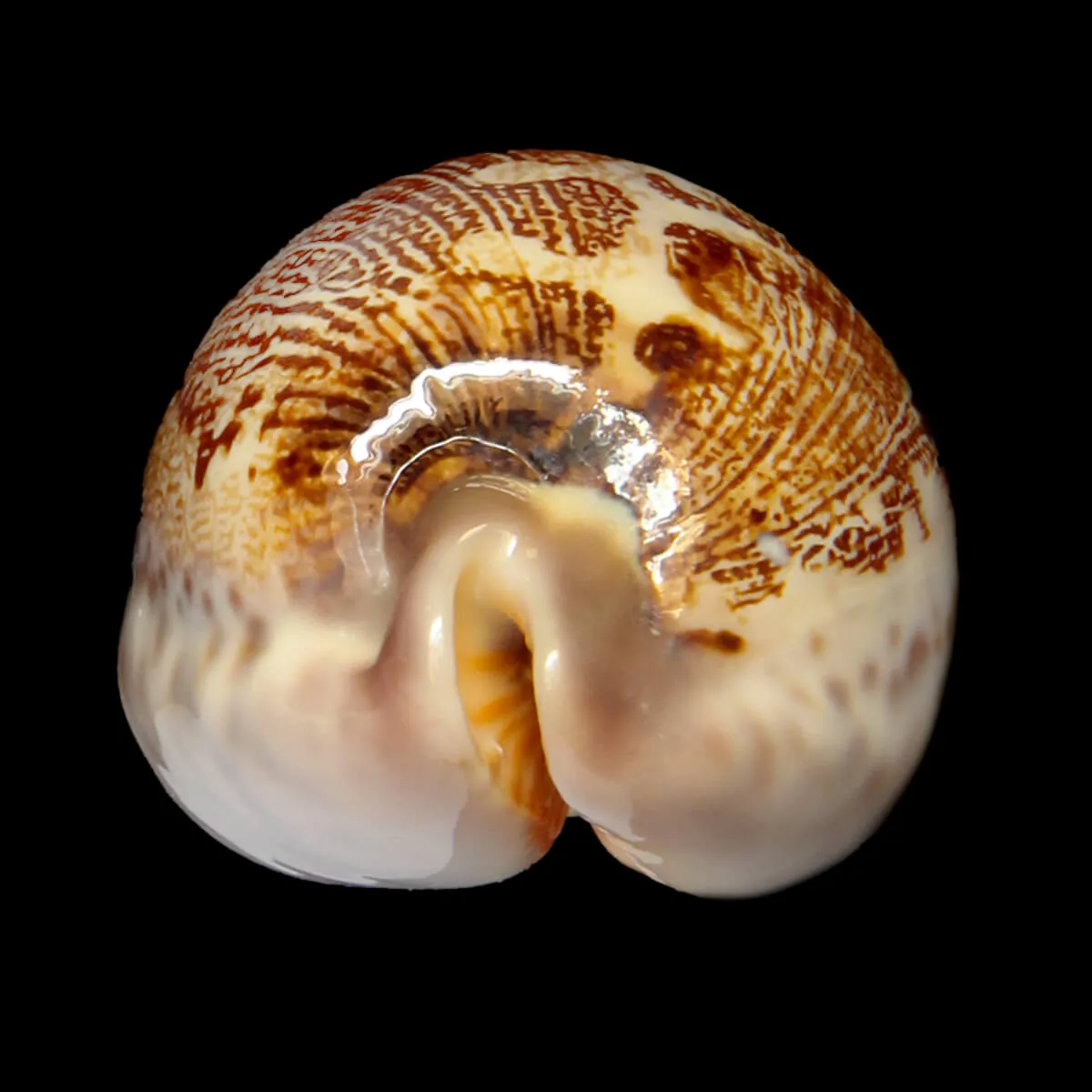 Leporicypraea Rosea Ultraviola