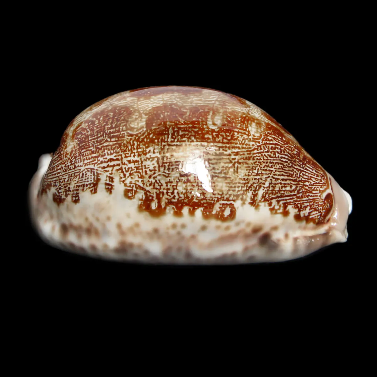 Leporicypraea Rosea Ultraviola