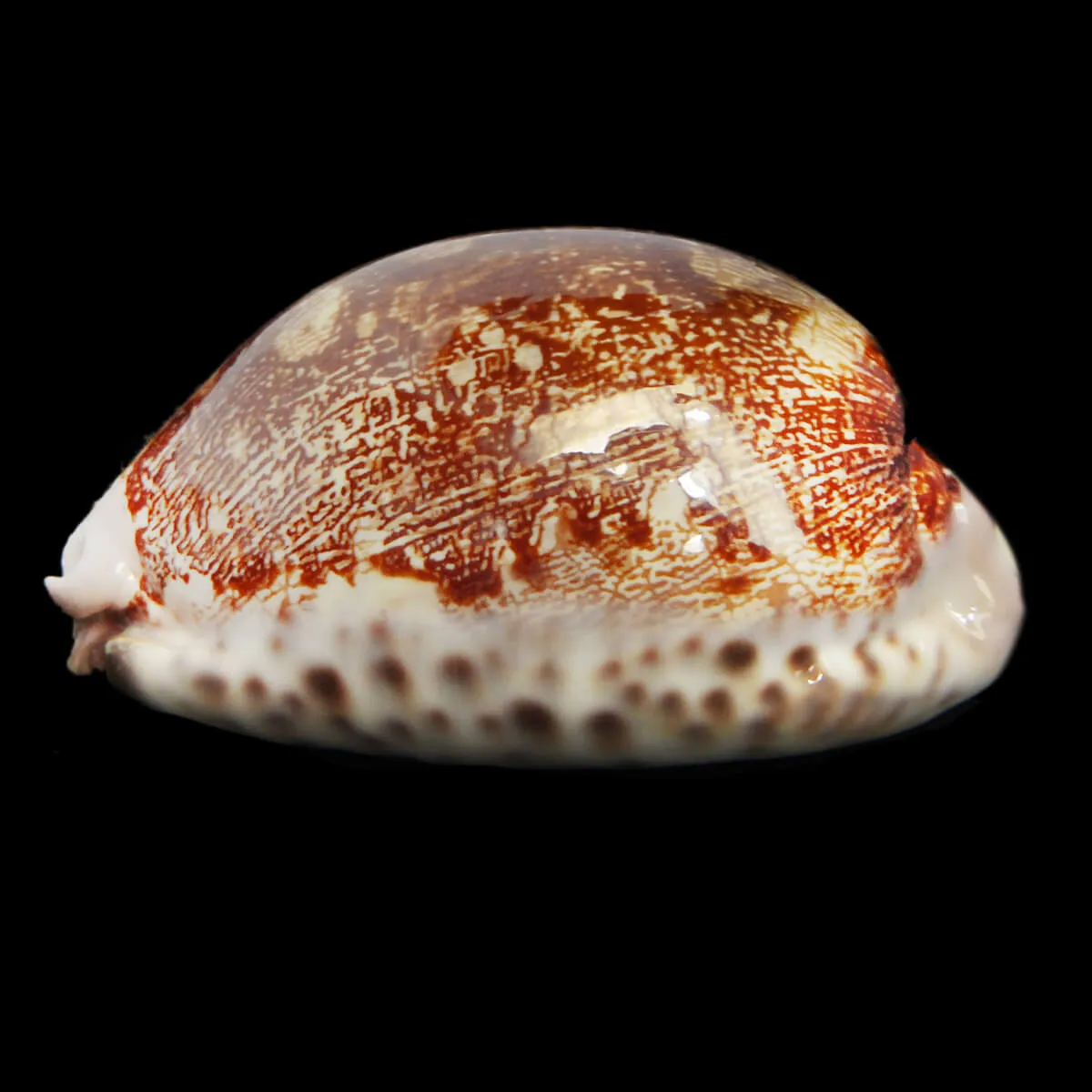 Leporicypraea Rosea Ultraviola