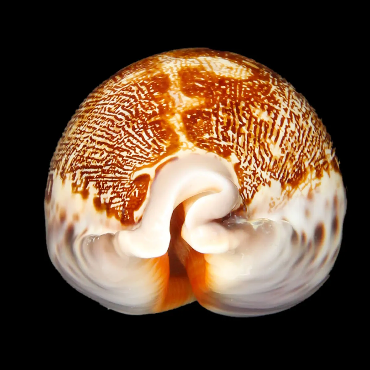 Leporicypraea Rosea Ultraviola