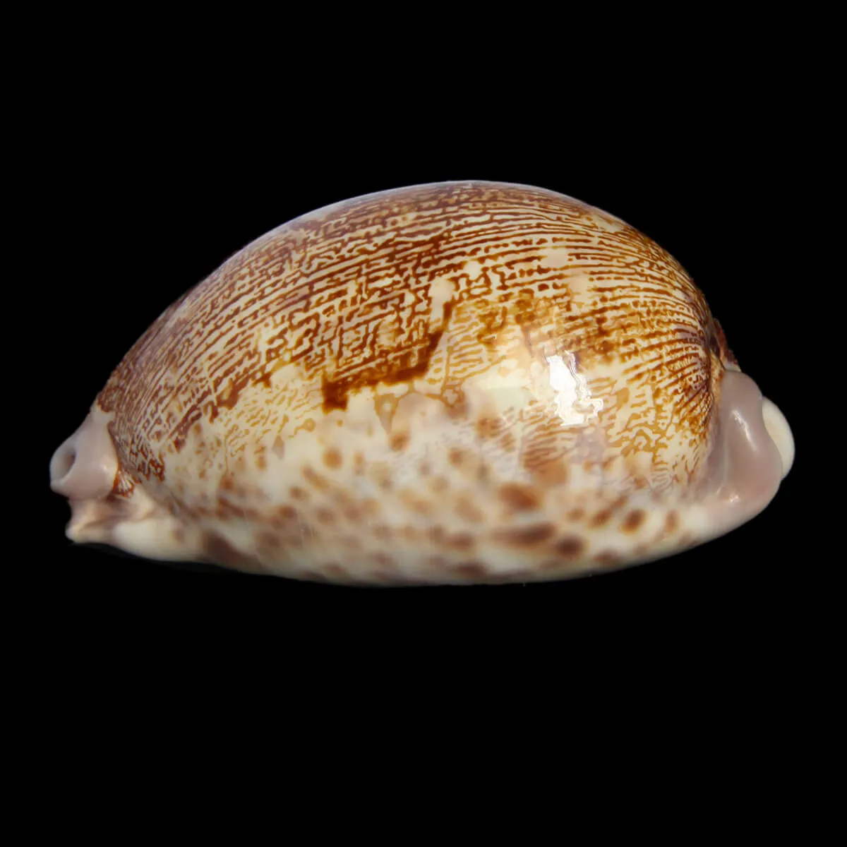 Leporicypraea Rosea Ultraviola