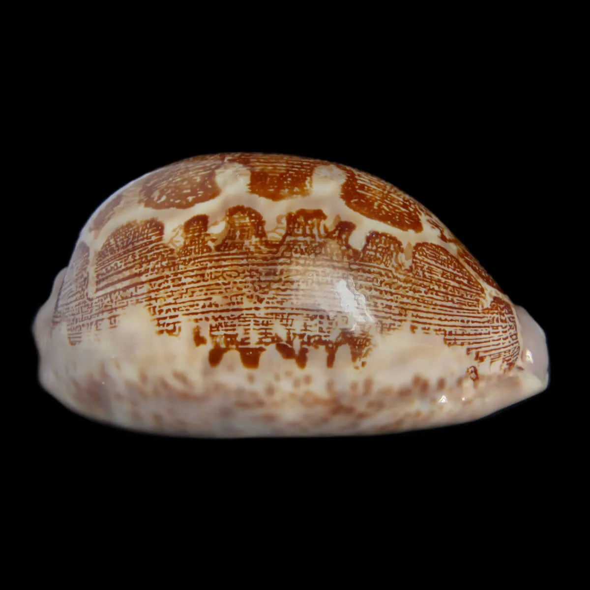 Leporicypraea Rosea Ultraviola
