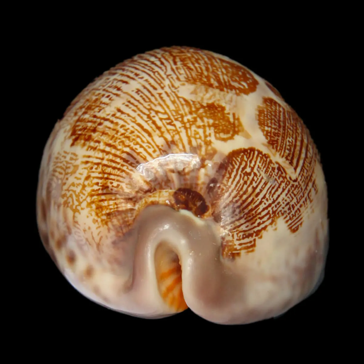 Leporicypraea Rosea Ultraviola
