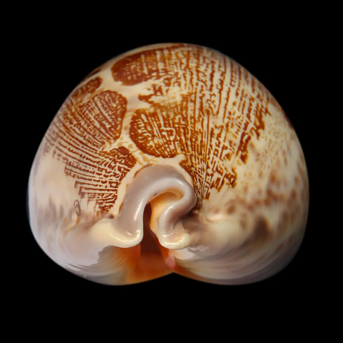 Leporicypraea Rosea Ultraviola