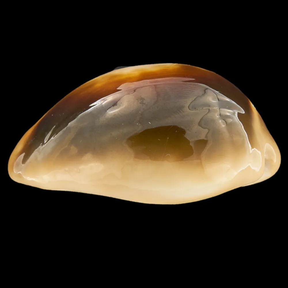 Lyncina Ventriculus