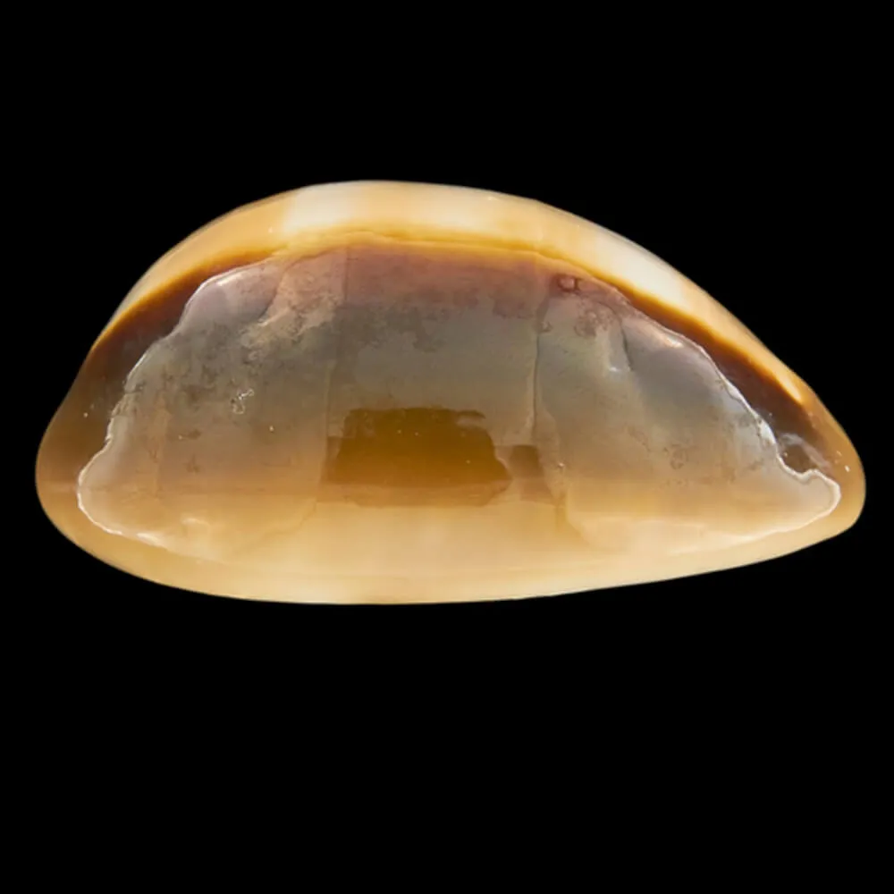 Lyncina Ventriculus