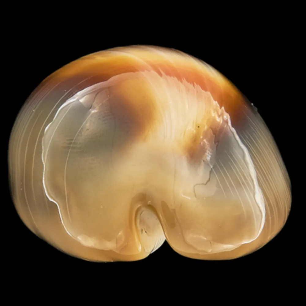 Lyncina Ventriculus