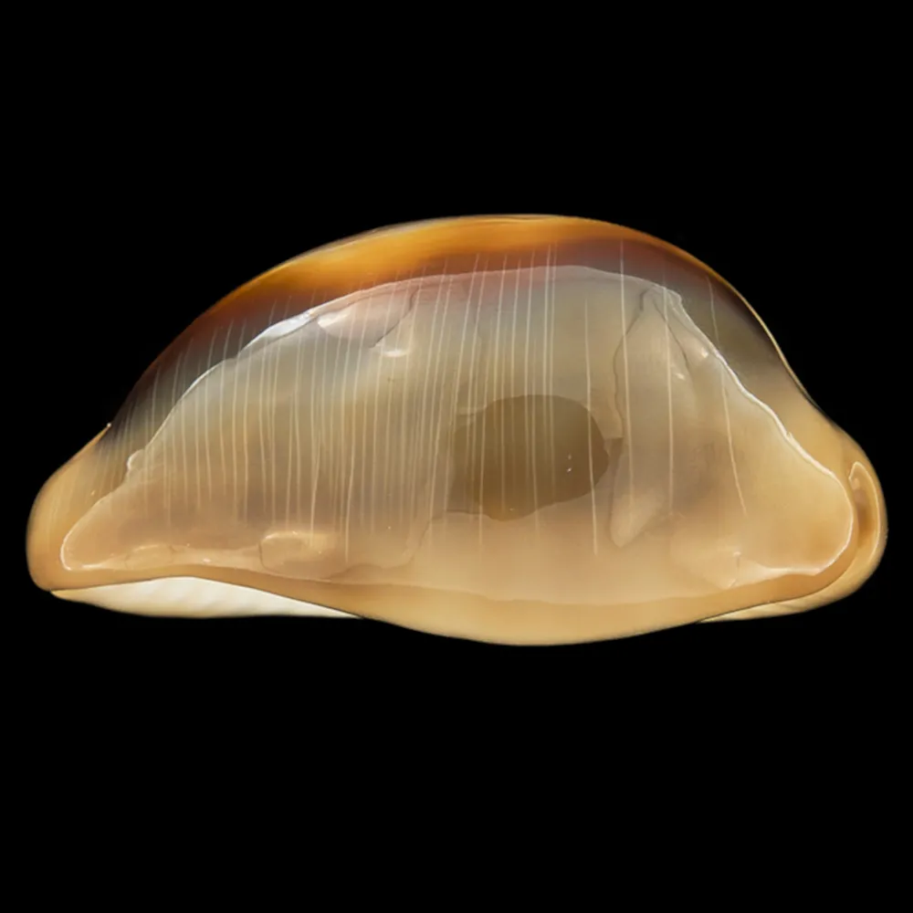Lyncina Ventriculus