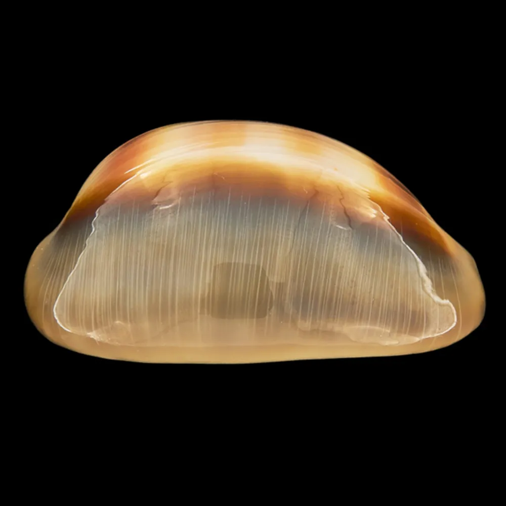 Lyncina Ventriculus