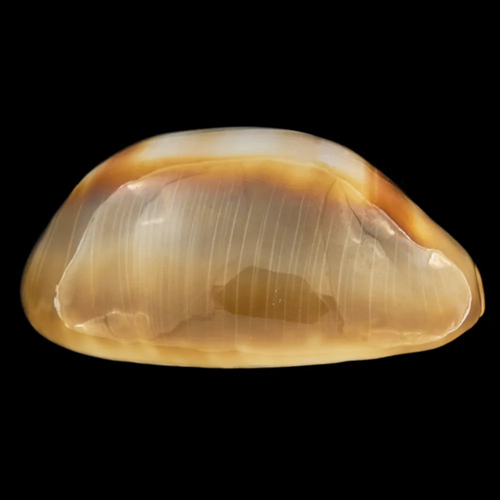 Lyncina Ventriculus