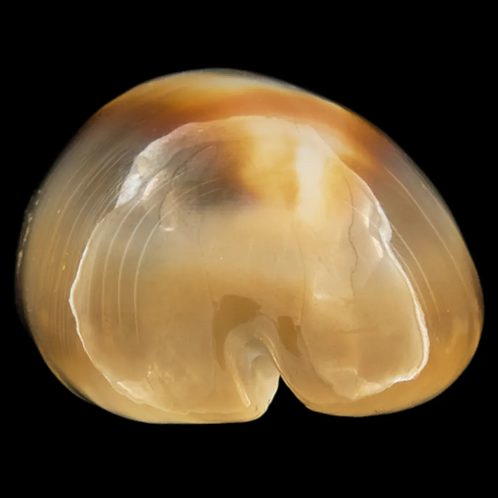 Lyncina Ventriculus