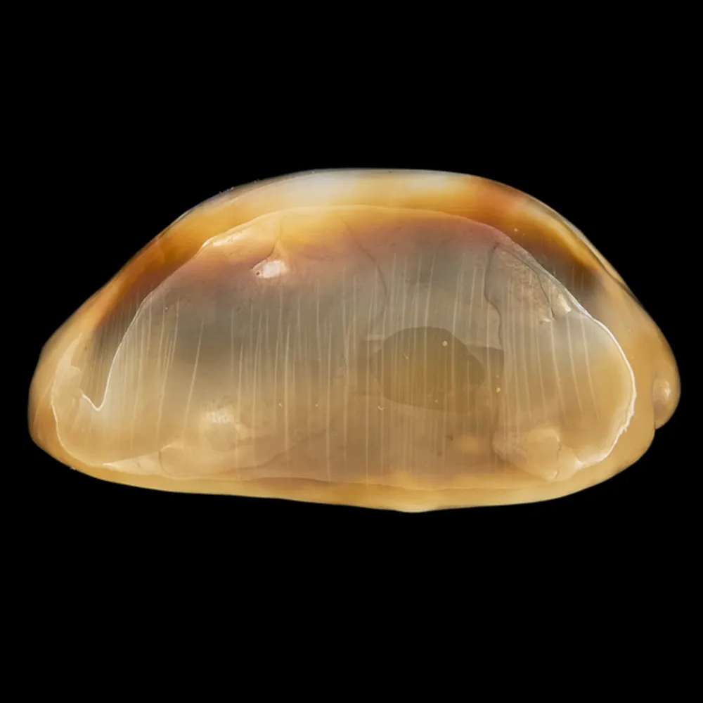 Lyncina Ventriculus