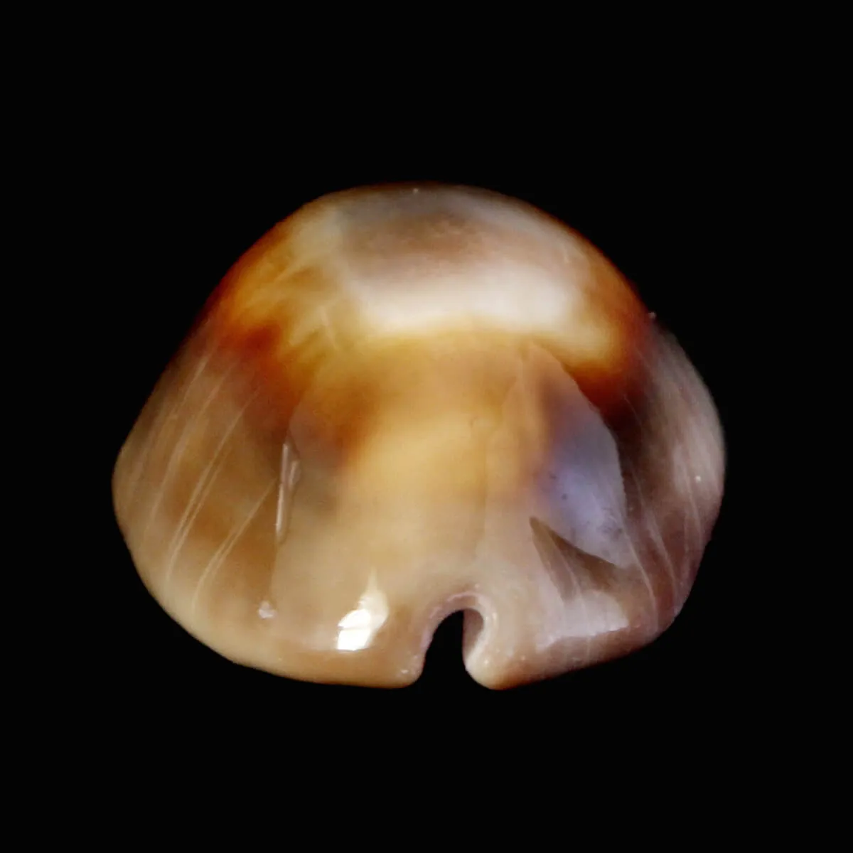 Lyncina Ventriculus 