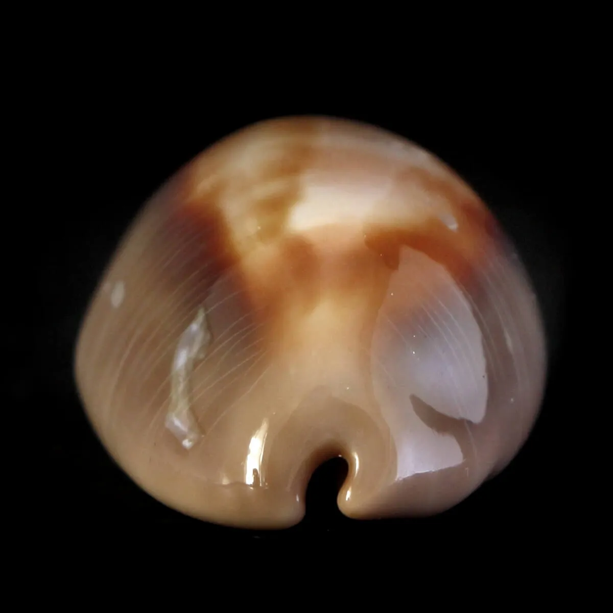 Lyncina Ventriculus 