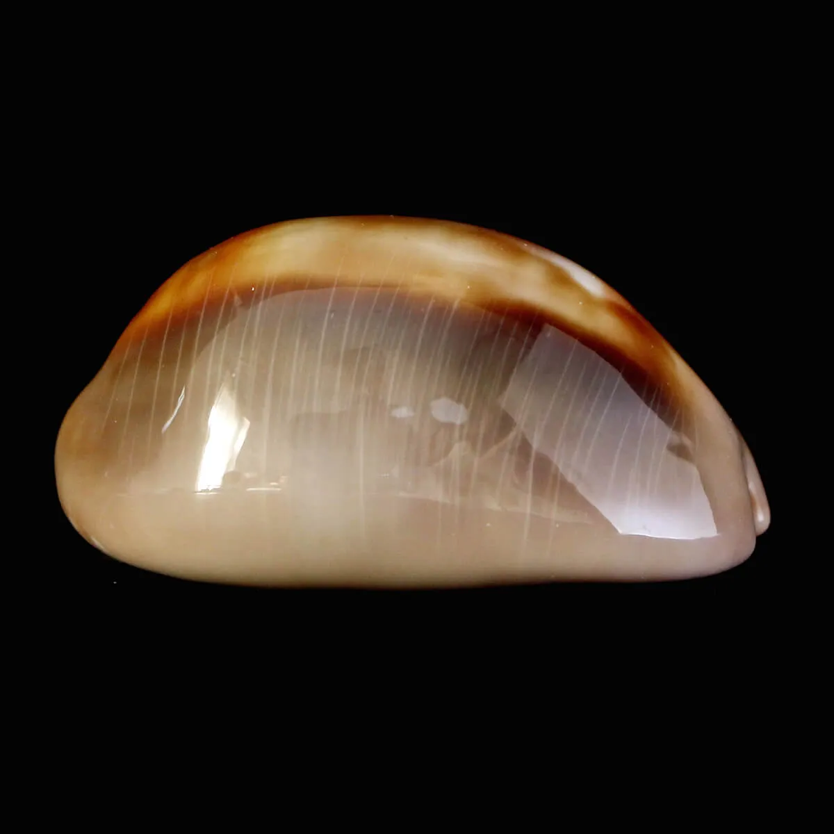 Lyncina Ventriculus 
