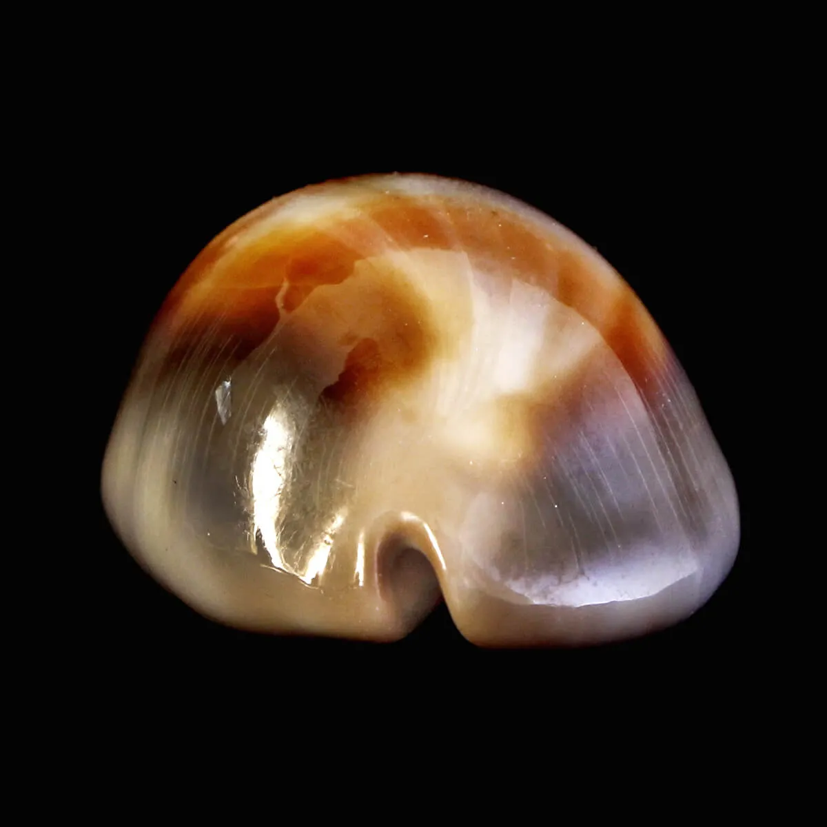 Lyncina Ventriculus 