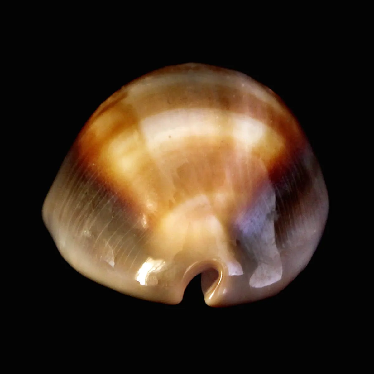 Lyncina Ventriculus 