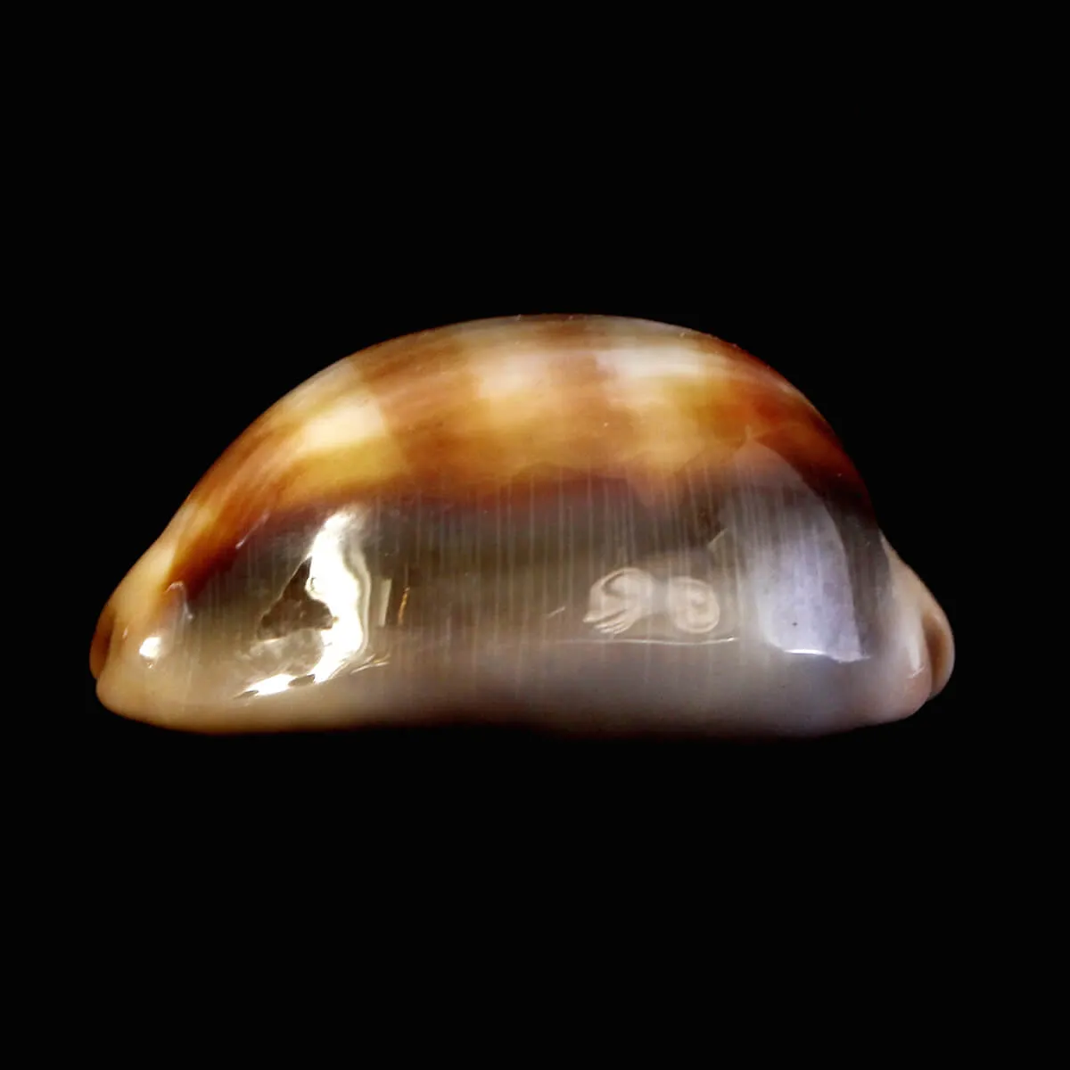Lyncina Ventriculus 