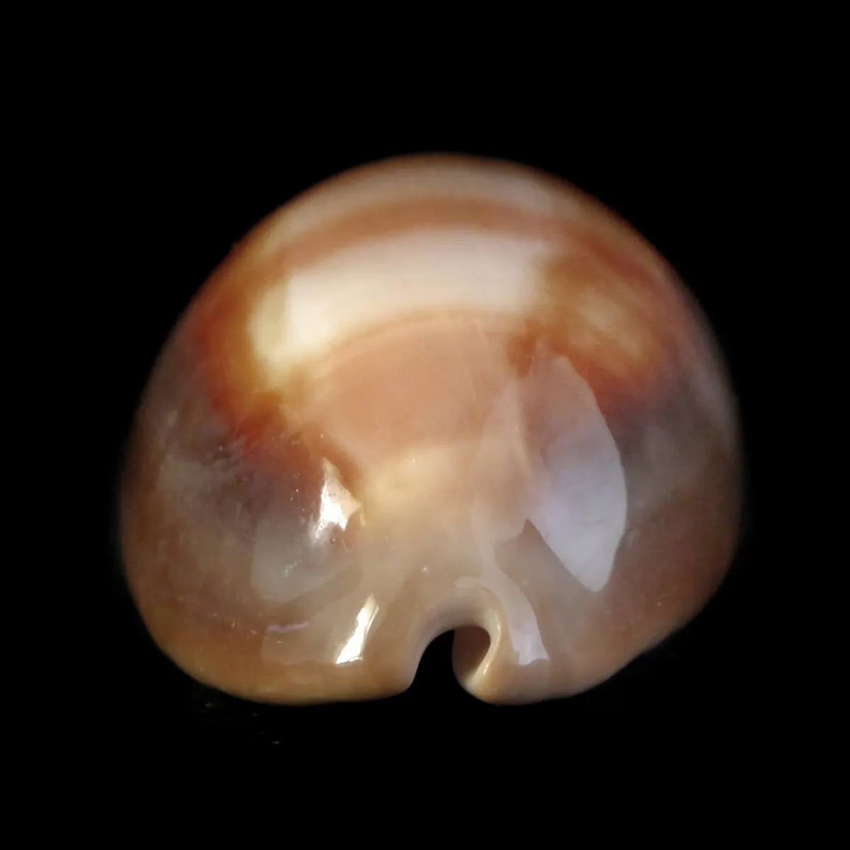 Lyncina Ventriculus 