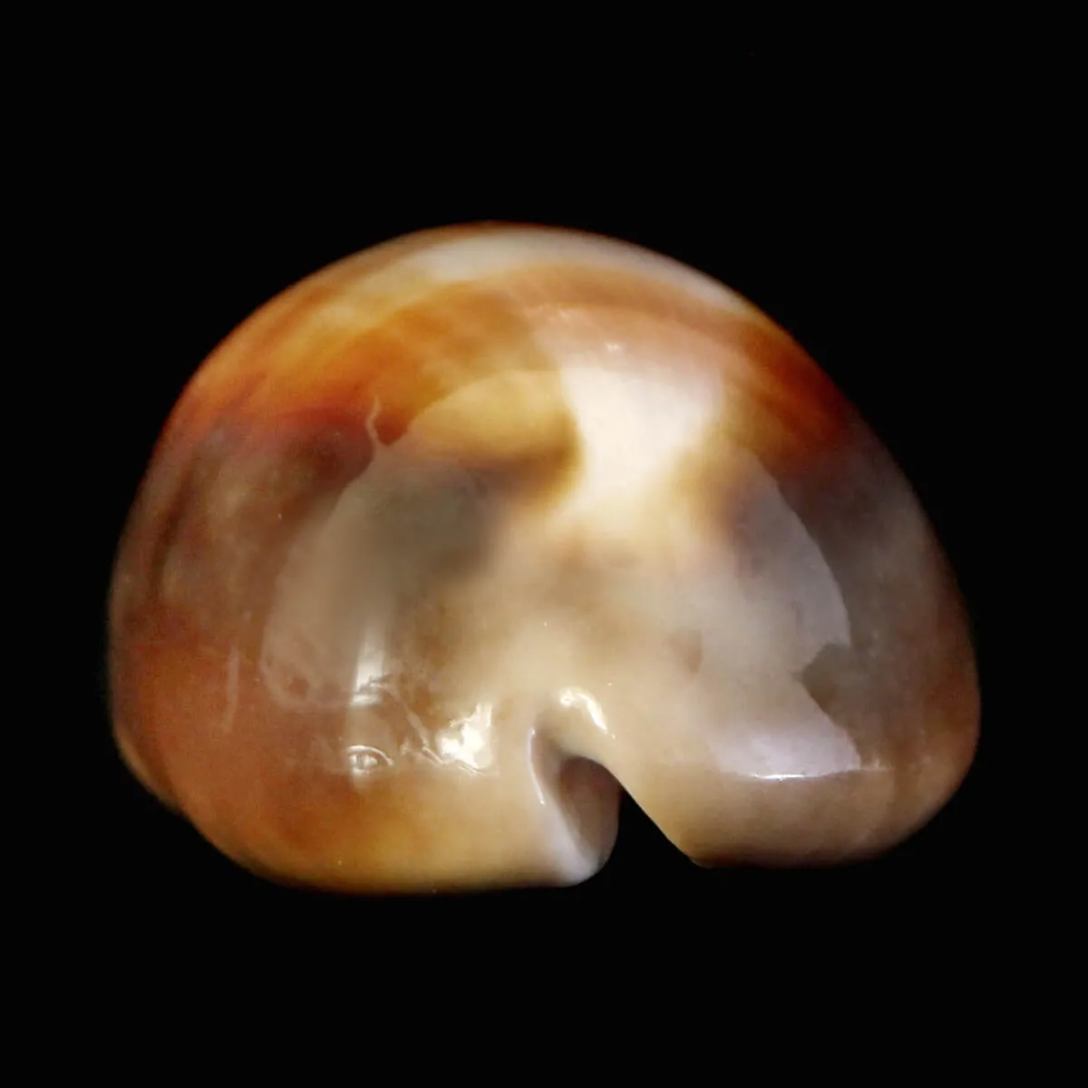 Lyncina Ventriculus 