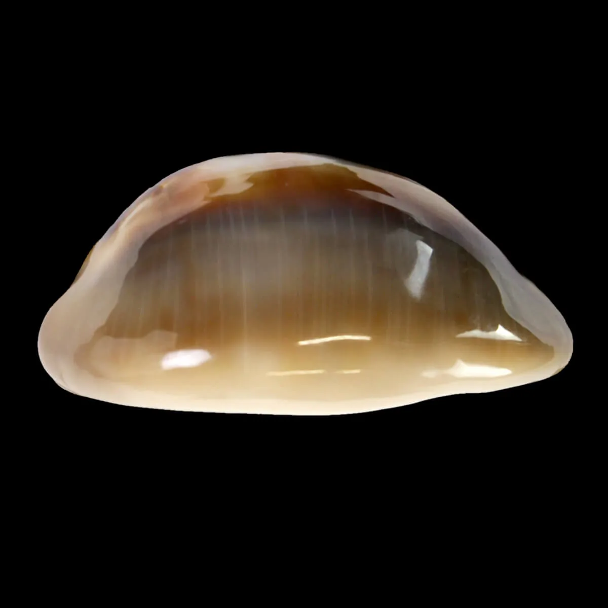 Lyncina Ventriculus 