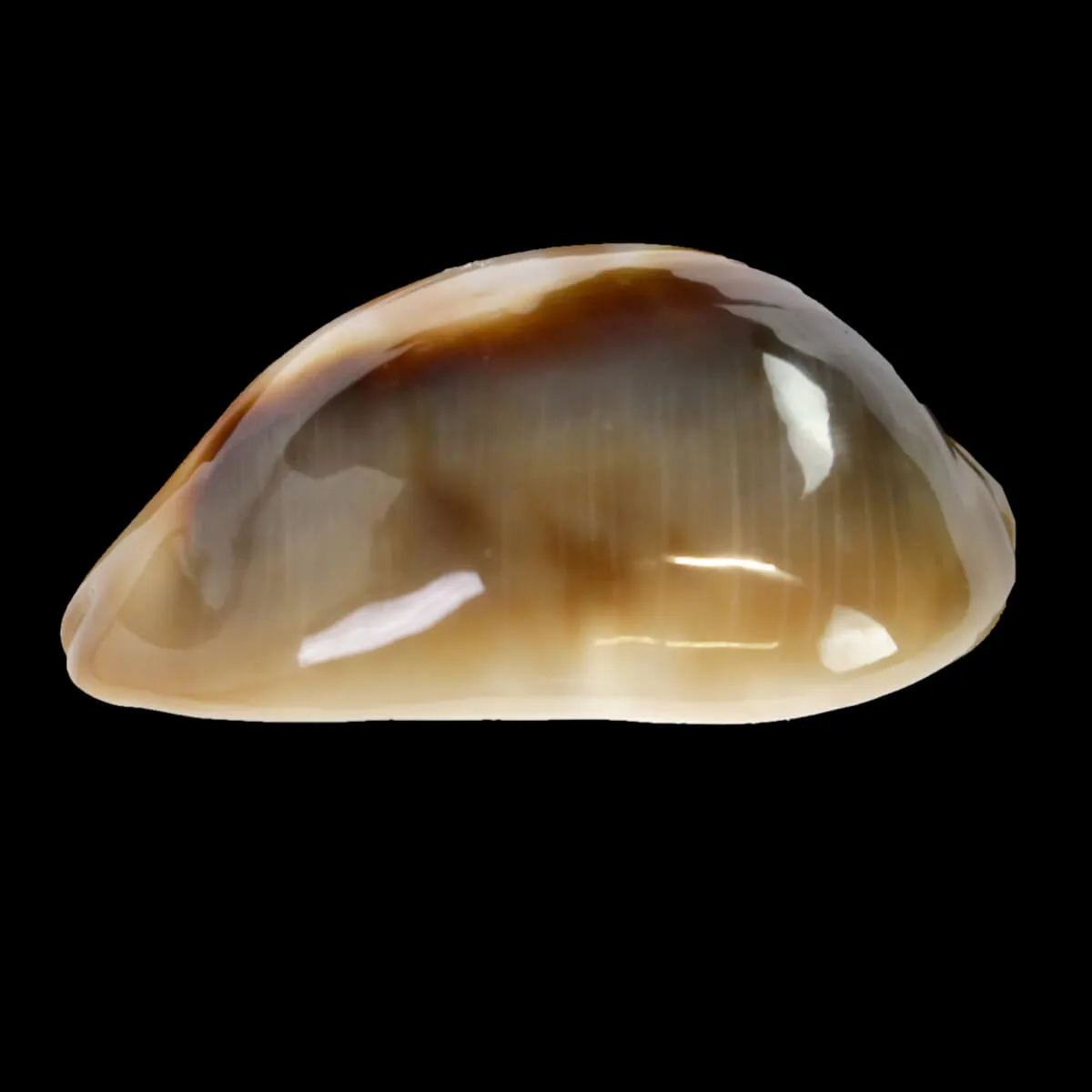 Lyncina Ventriculus 