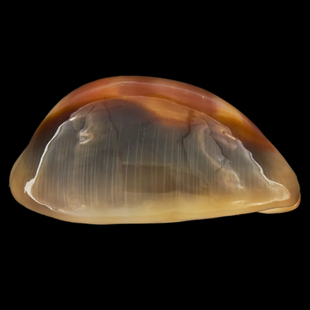 Lyncina Ventriculus