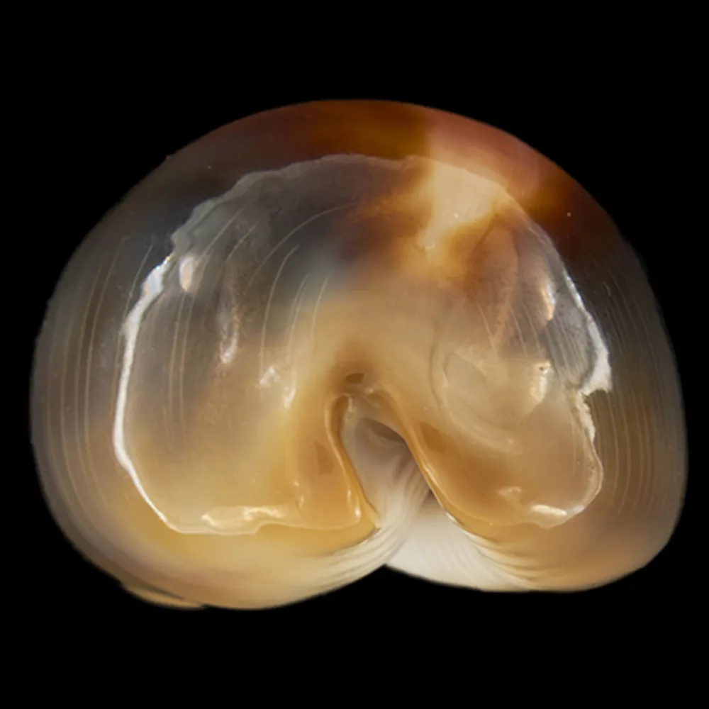 Lyncina Ventriculus